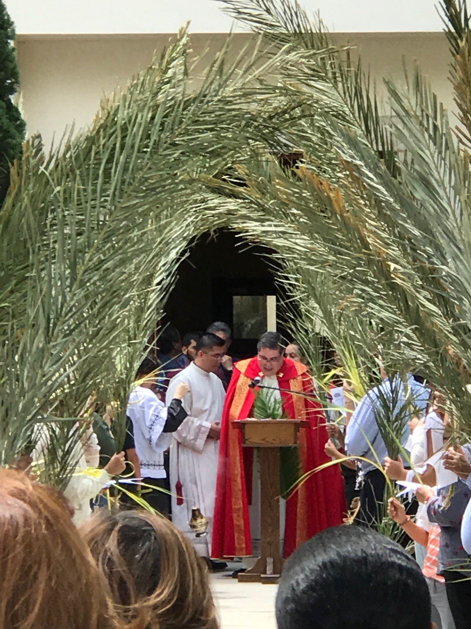 Where do the palms for Palm Sunday come from and how are they disposed